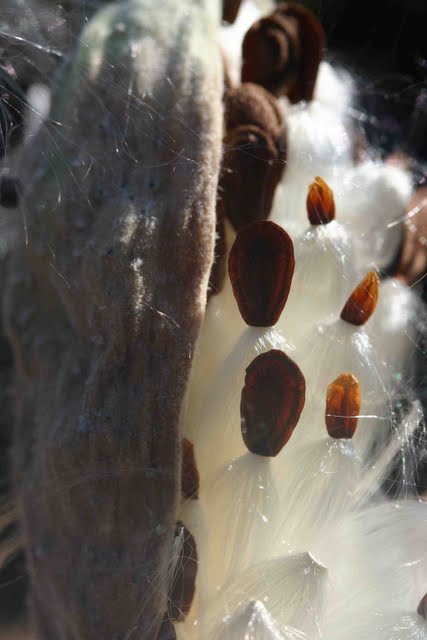 Milkweed seed pod.