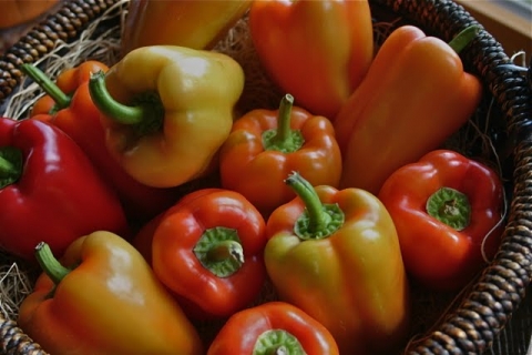 Gypsy Peppers.