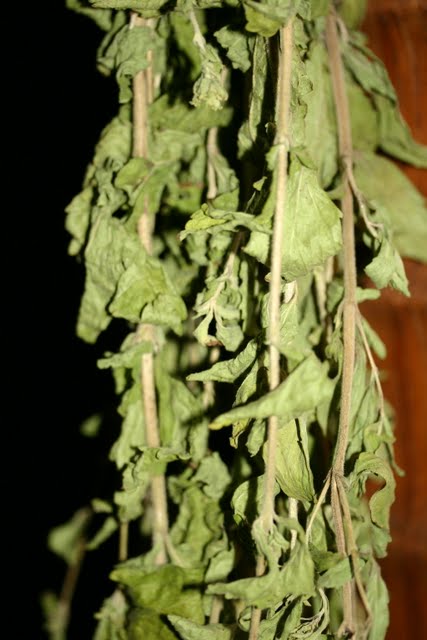 Stevia.