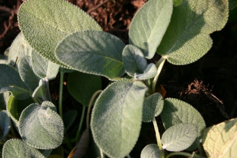 Garden sage.