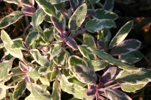 Tri-color sage.