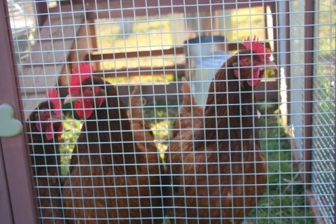 Happy hens.