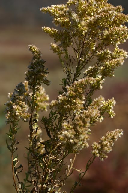 Goldenrod.