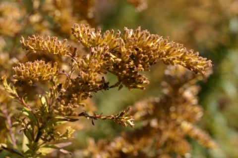 Goldenrod.