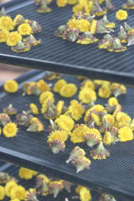 Coltsfoot blossoms in the dryer