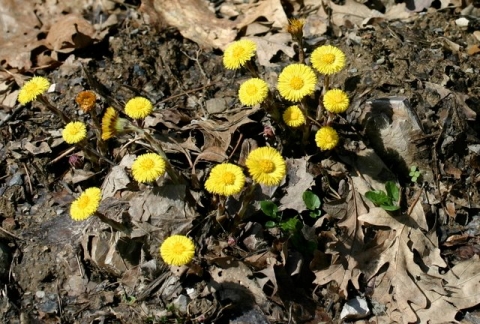 Coltsfoot