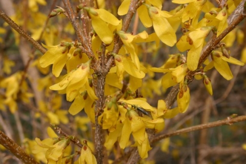 Forsythia