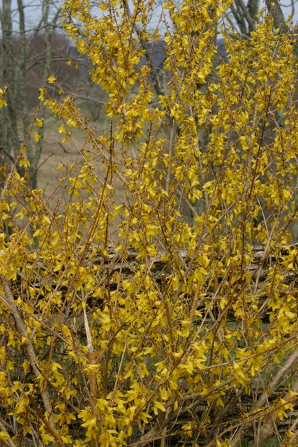 Forsooth, Forsythia!