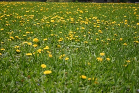 Dandelions ahoy!