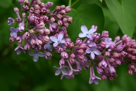 Lilac blossoms at Brightside. The first ever
