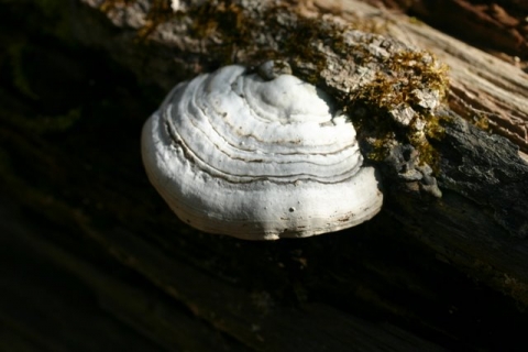 Polypore Mushroom