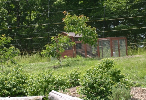 Chicken cabin.
