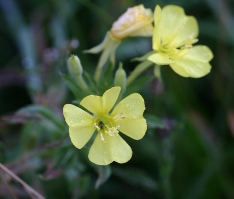 Evening Primrose.
