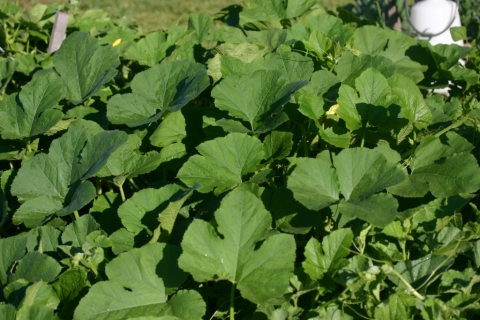 Muskmelon.