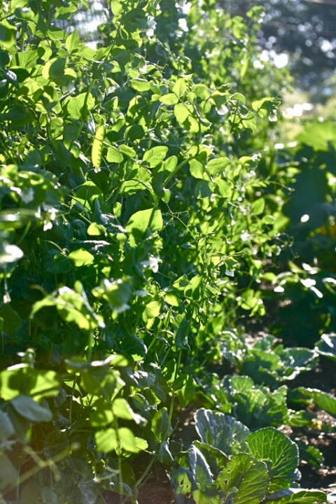 Snow pea plants seem to grow several inches each day.
