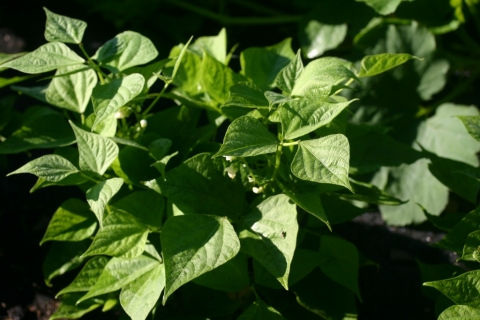 Bush bean.