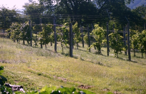 Vineyard--looking so much more like an actual vineyard this year!