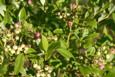 Blueberries are ripening.