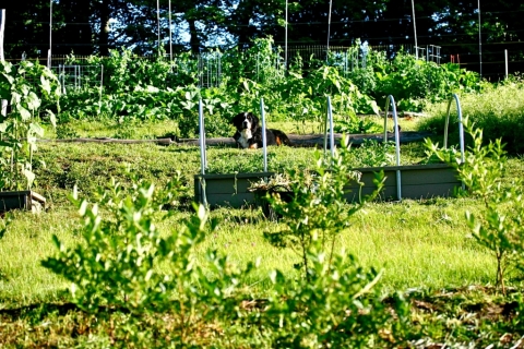 Brightside's terraced garden.