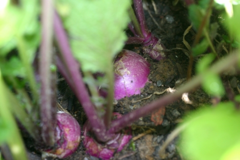 Turnips.