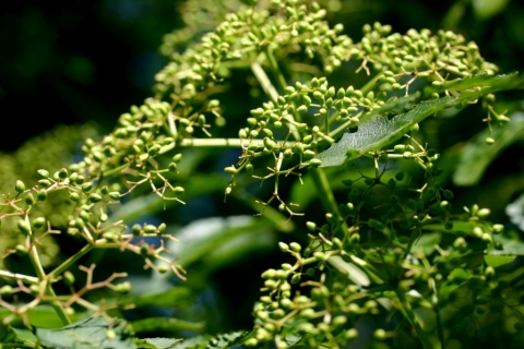 Elderberry.