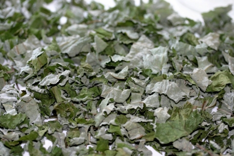 Burdock leaves, drying.