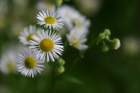 Fleabane.