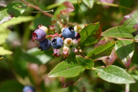 Brightside Wild Blueberry.