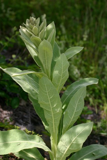 Mullein.