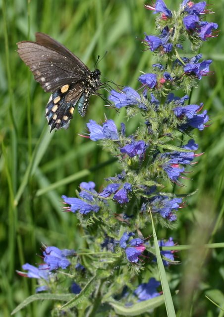 Black swallowtail on Viper's Bugloss.