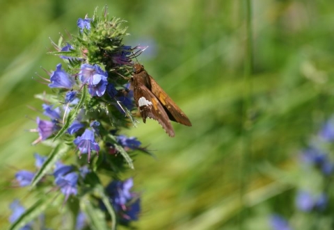 Silver-spotted Skipper on Viper's Bugloss.
