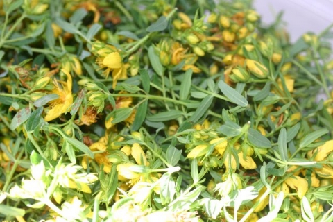St. John's Wort blossoms, drying.