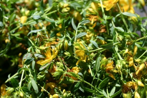 St. John's Wort, drying.