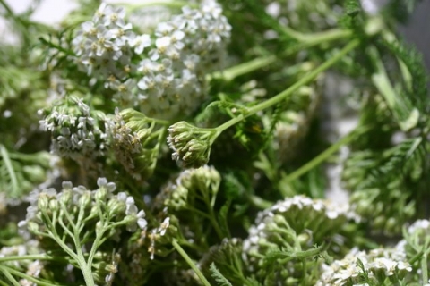 Yarrow, drying.