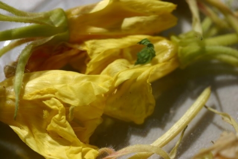 Evening Primrose Blossom, drying.