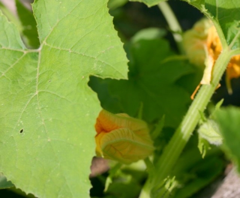 Pumpkin Blossom.