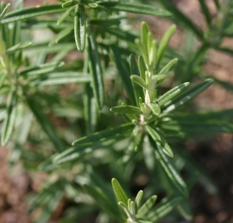 Rosemary.