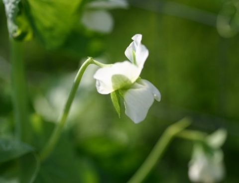 Mammoth Melting Snow Pea Blossom.