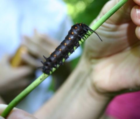 Pipevine swallowtail caterpillar.