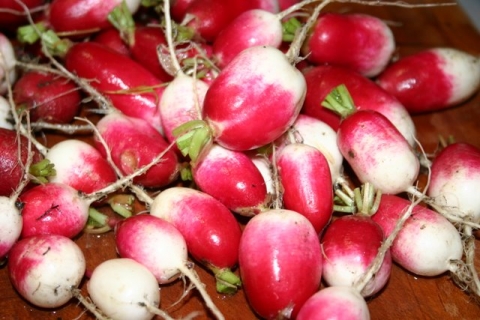 French Breakfast Radishes.