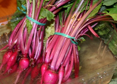 Young turnips.