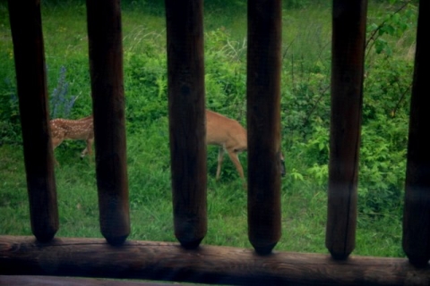 Doe and fawn just beyond my office window.