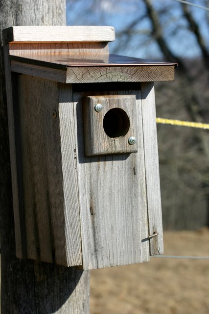Will bluebirds or tree swallows get here first