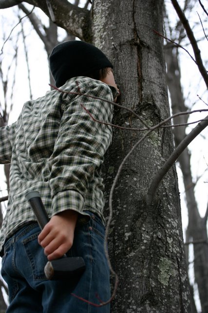 Tasting the sap from a sugar maple