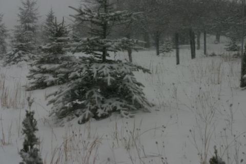 Another snow. Is it the last one?