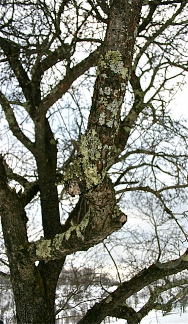 Lichen glow in winter
