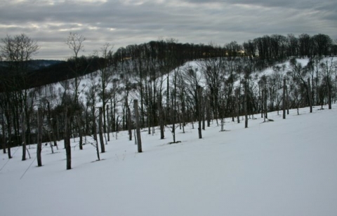 Vineyard