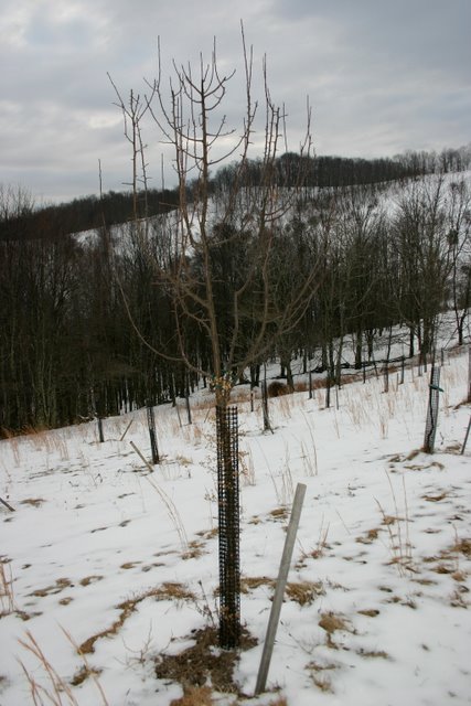 Young apple tree