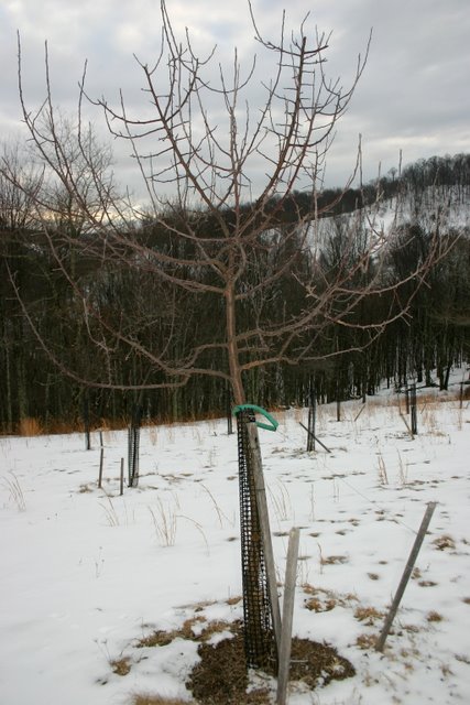 Young apple tree