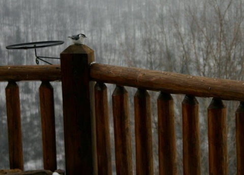 Nuthatch